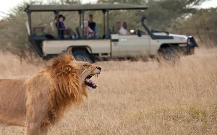 Touristen erkunden die Stadt mit einem lokalen Reiseleiter nach der Ankunft in Tansania Safari.